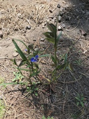 Commelina dianthifolia