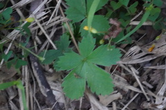 Potentilla canadensis