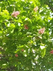 Erythrina crista-galli