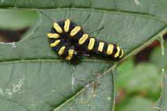 Acronicta alni