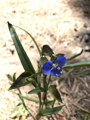 Commelina dianthifolia