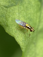 Thaumatomyia