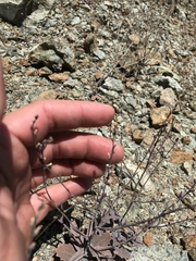 Streptanthus batrachopus