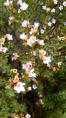 Lobostemon fruticosus