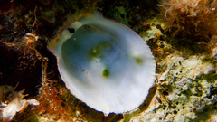 Spondylus gaederopus