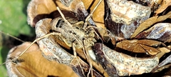 Odiellus spinosus