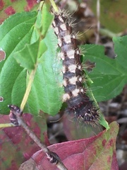 Acronicta longa