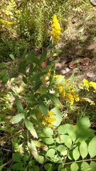 Solidago ulmifolia