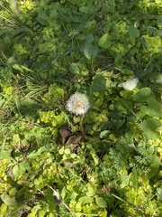 Taraxacum