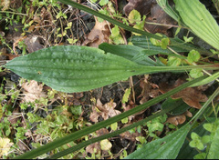 Plantago media