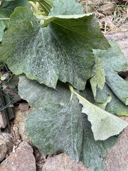 Cucurbita moschata
