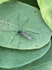 Gnophomyia