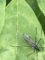 Gnophomyia
