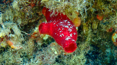 Halocynthia papillosa