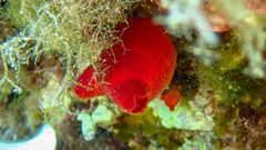 Halocynthia papillosa