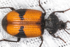 Panagaeus sallei