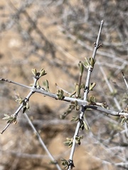 Coleogyne ramosissima