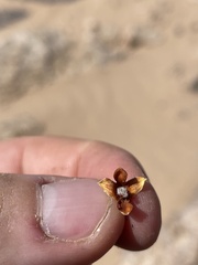 Coleogyne ramosissima