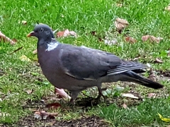 Columba palumbus