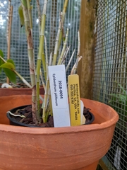 Epidendrum piliferum