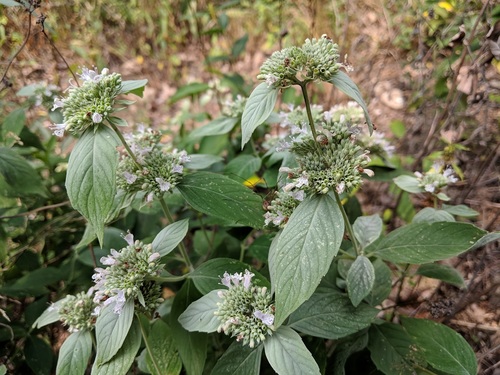Pycnanthemum incanum var. incanum