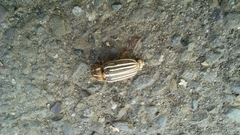 Polyphylla decemlineata