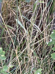 Thinopyrum intermedium