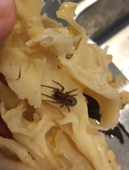 Amaurobius