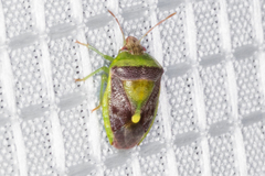 Banasa subcarnea