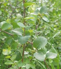 Betula humilis