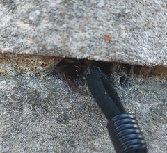 Amaurobius