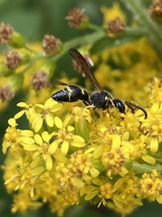 Ancistrocerus