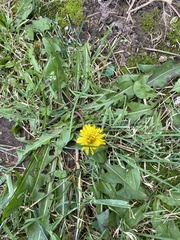 Taraxacum