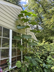 Paulownia tomentosa