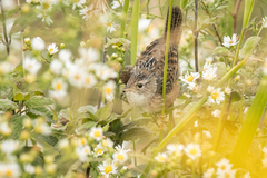 Cistothorus stellaris