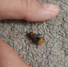 Dasymutilla stevensi