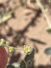 Dicoria canescens