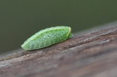 Apoda limacodes