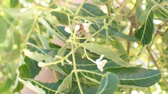 Azadirachta