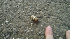 Polyphylla decemlineata