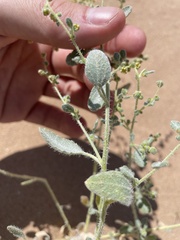 Dicoria canescens