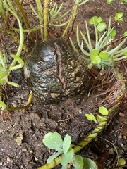 Pisolithus arhizus