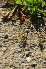 Ophiogomphus severus