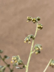 Dicoria canescens