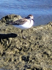 Calidris pusilla