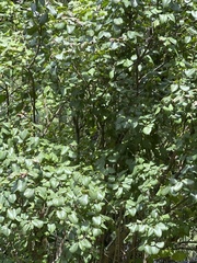 Syringa