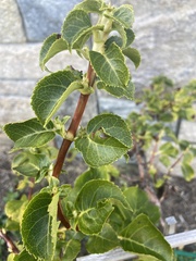 Magnoliopsida