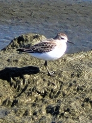Calidris pusilla