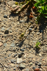 Ophiogomphus severus