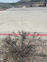 Cotoneaster horizontalis